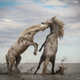 “Stallions Playing.” This year’s grand prize winner taken in Camargue, France.